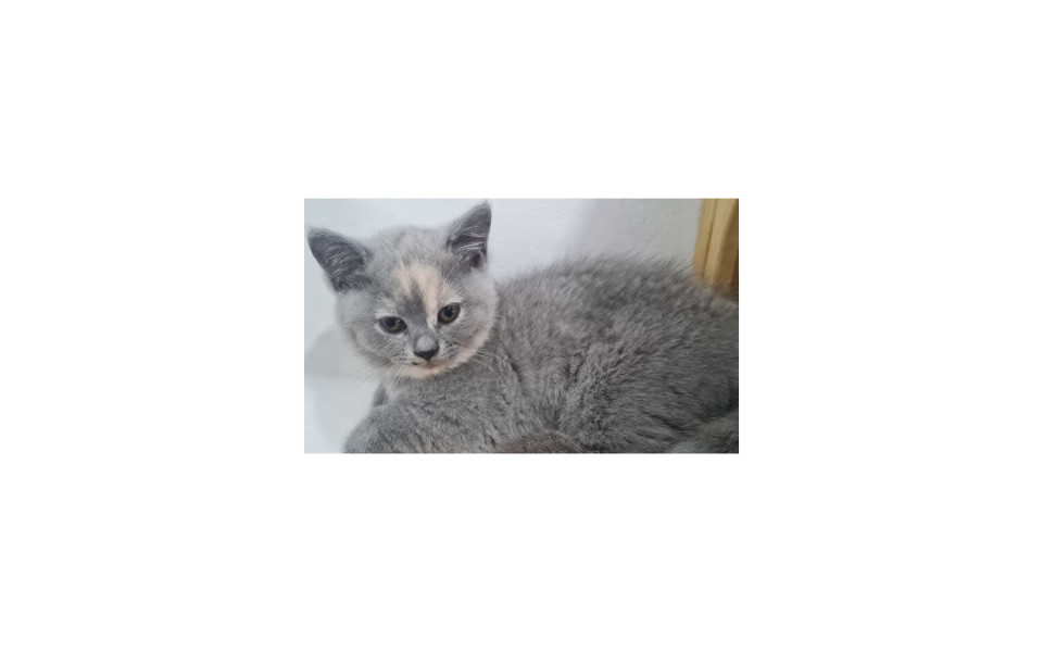 cuccioli-di-british-shorthair-in-cerca-di-una-casa-amorevole-big-1